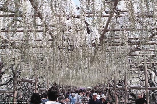 日本紫藤如童話般夢幻 似《阿凡達(dá)》“靈魂樹”