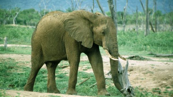 BBC：中國臨時(shí)禁止進(jìn)口象牙制品 稱嚴(yán)打象牙走私