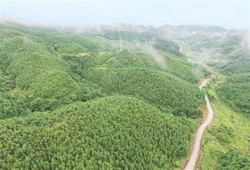 全國集體林權制度改革成就綜述:山定權 生態美 百姓富